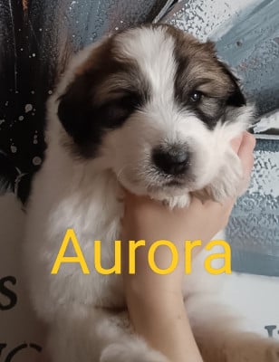 Les chiots de Chien de Montagne des Pyrenees