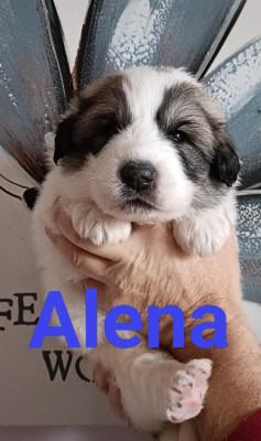 Les chiots de Chien de Montagne des Pyrenees