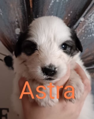 Les chiots de Chien de Montagne des Pyrenees