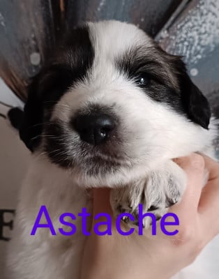 Les chiots de Chien de Montagne des Pyrenees