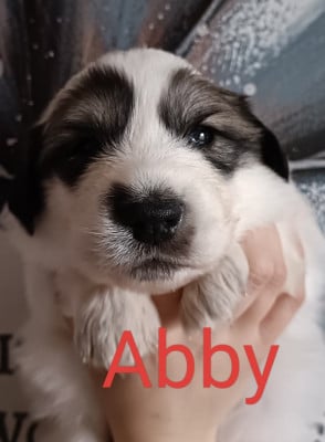 Les chiots de Chien de Montagne des Pyrenees