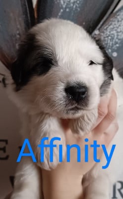 Les chiots de Chien de Montagne des Pyrenees