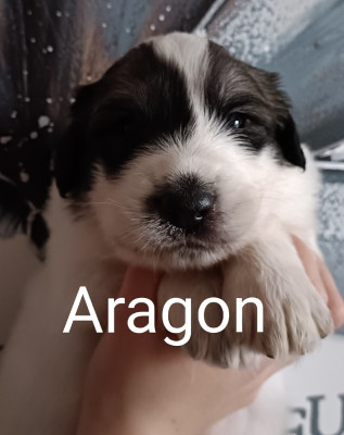 Les chiots de Chien de Montagne des Pyrenees