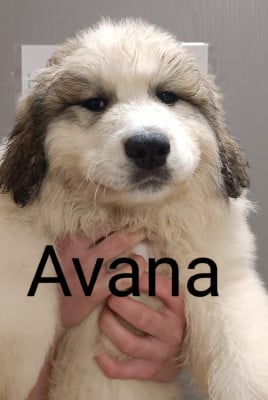 Les chiots de Chien de Montagne des Pyrenees