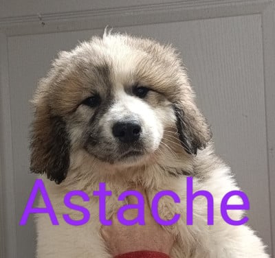 Les chiots de Chien de Montagne des Pyrenees