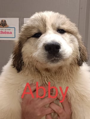 Les chiots de Chien de Montagne des Pyrenees