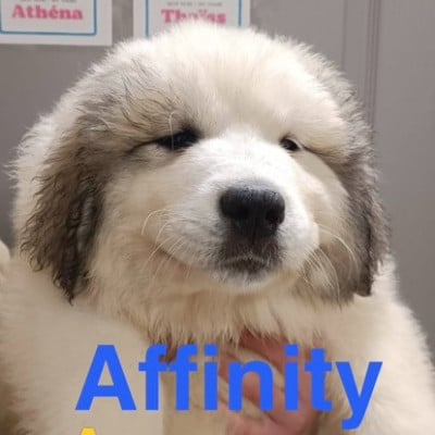 Les chiots de Chien de Montagne des Pyrenees