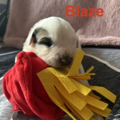 Les chiots de Chien de Montagne des Pyrenees