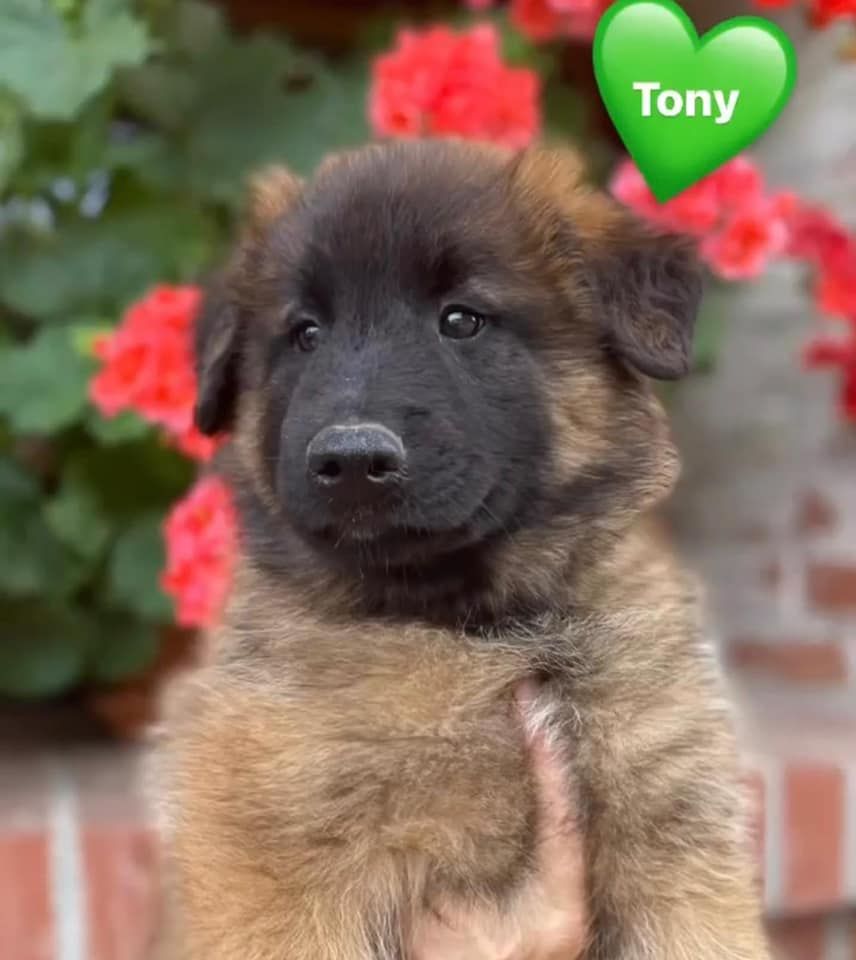 Tony