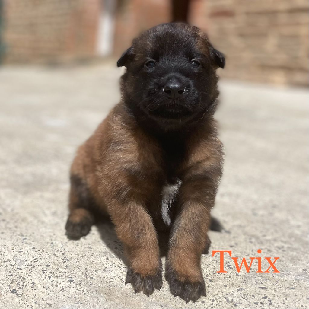 Twix