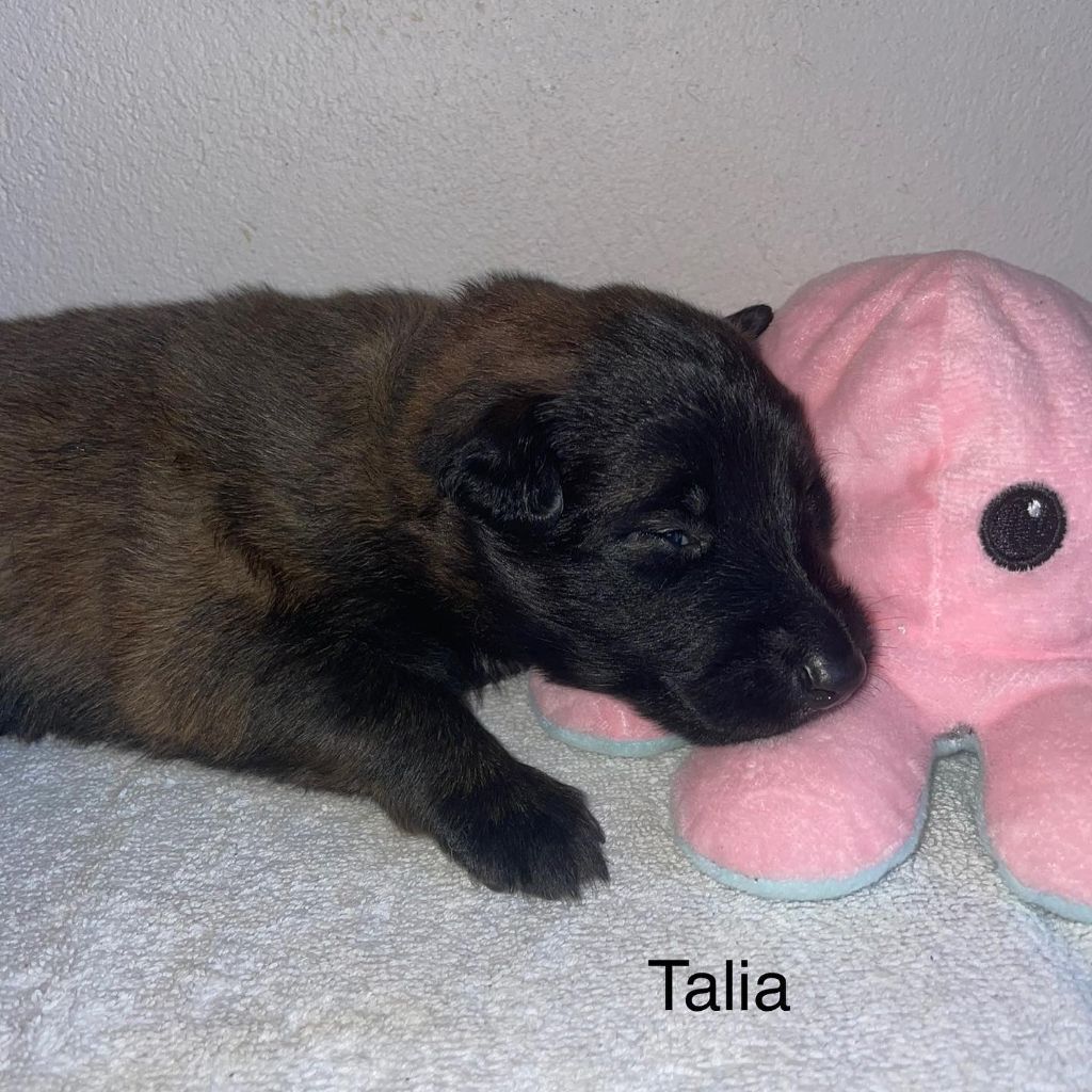 Talia