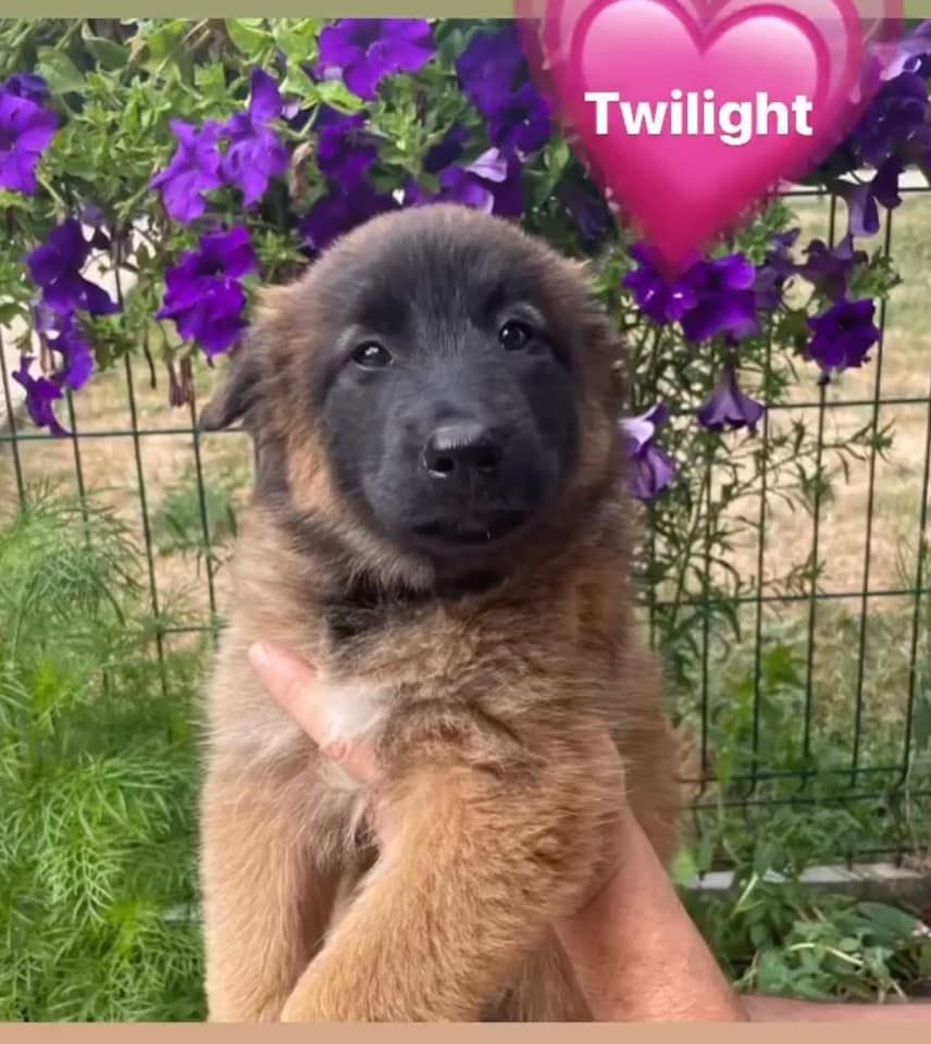 Twilight