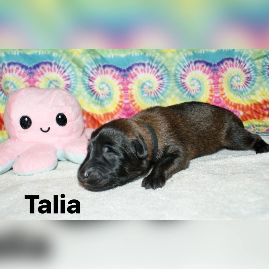 Talia