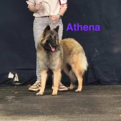 Athena du Val de Pyrène - 1er très Prometteur MEILLEUR PUPPY