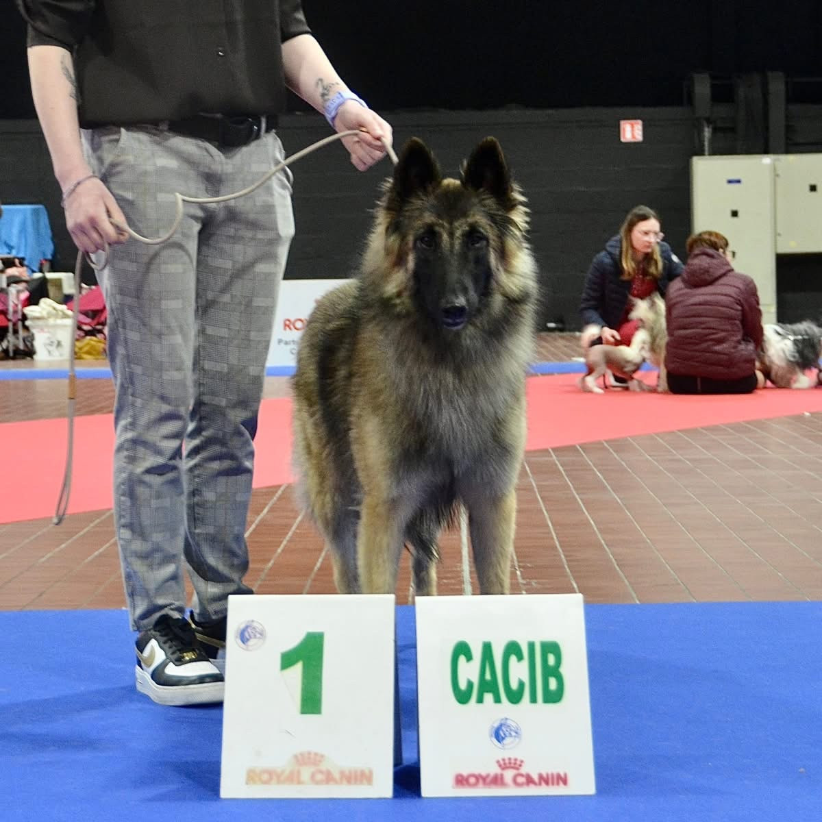 Athena du Val de Pyrène - 1 EXCELLENT CACIB-J MEILLEUR JEUNE