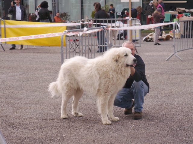 CH. Hluca de la belletière - CACIB BOB