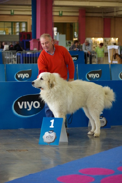 CH. Hluca de la belletière - RCACS RCACIB