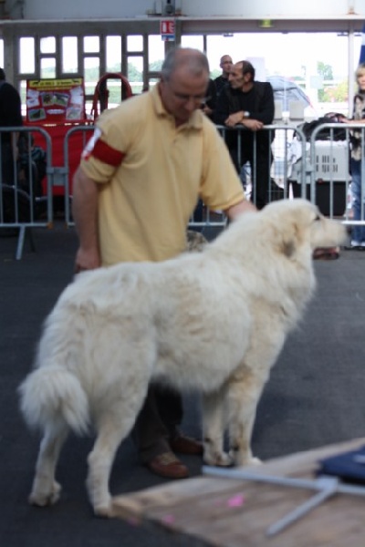 CH. Hluca de la belletière - CACS-CACIB-BOB