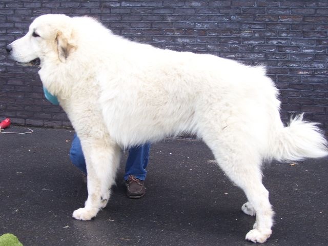 CH. Hluca de la belletière - CAC CACIB BOB
