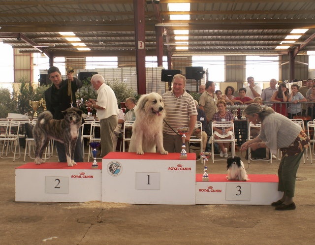 CH. Sherpa de la vallée des pluies - Meilleur vétéran de l'expo