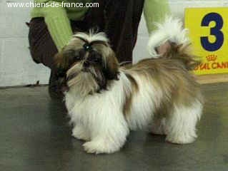 Eden (Sans Affixe) - 3ème T Prometteur , classe puppy