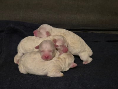 Les chiots de Bichon Frise
