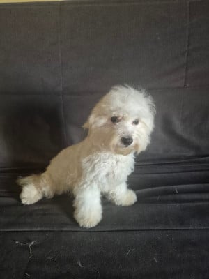 Les chiots de Bichon Frise