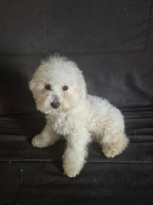 Les chiots de Bichon Frise