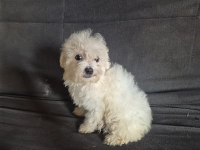 Les chiots de Bichon Frise
