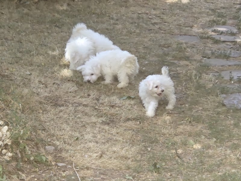 Bichon Frise - d'alain pour l'autre
