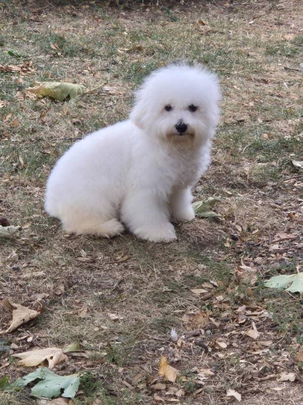 Bichon Frise - d'alain pour l'autre