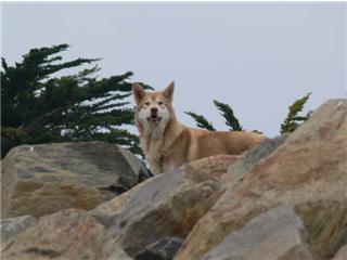 Publication : Canens Africae