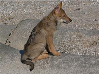 Publication : Canens Africae Auteur : Katleen Le Louarne