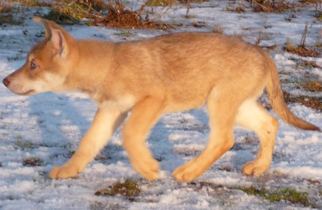 CH. Canens Africae E'kumaï