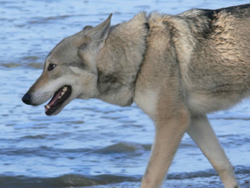 Publication : Canens Africae