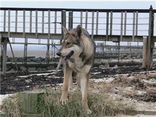 Publication : Canens Africae