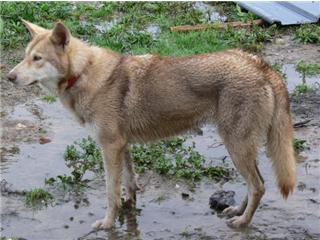 Publication : Canens Africae