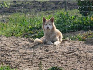 Publication : Canens Africae