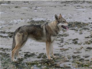 Publication : Canens Africae