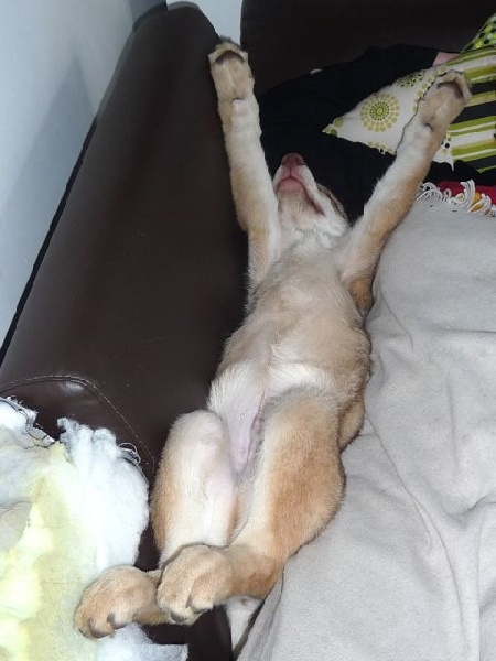 CH. Canens Africae E'kumaï