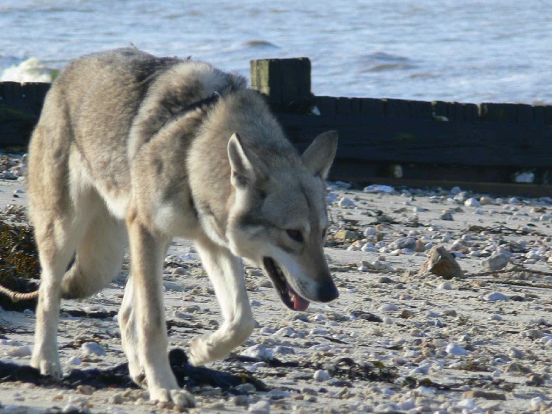 Publication : Canens Africae