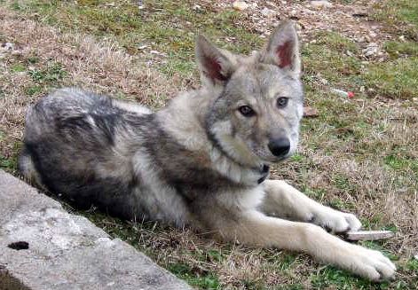 CH. Canens Africae Delsie dryade