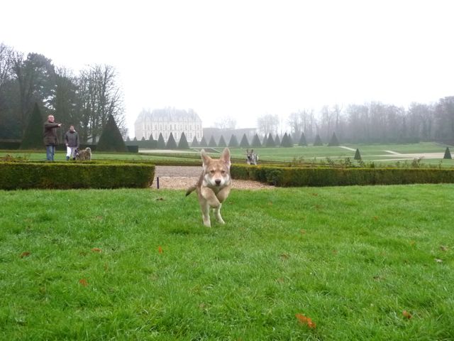 CH. Canens Africae E'kumaï