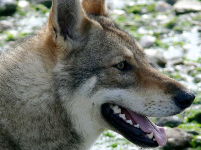 Publication : Canens Africae Auteur : Katleen Le Louarne