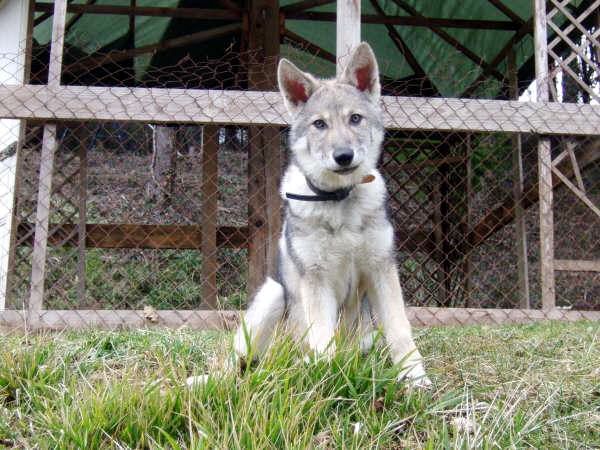 CH. Canens Africae Delsie dryade