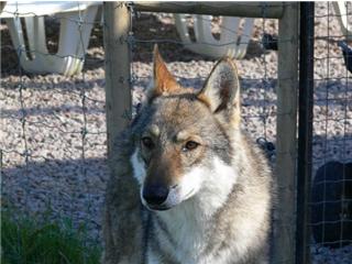 Publication : Canens Africae