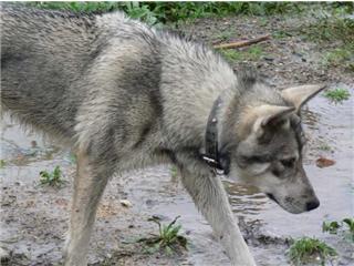 Publication : Canens Africae