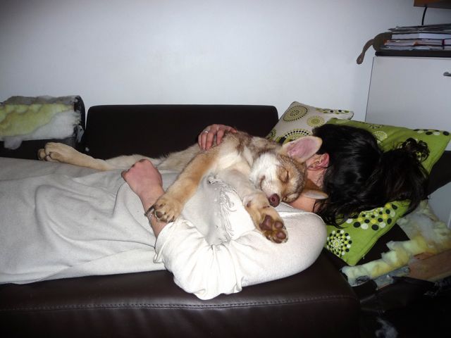 CH. Canens Africae E'kumaï