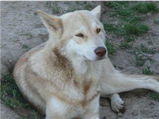 Publication : Canens Africae