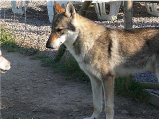 Publication : Canens Africae